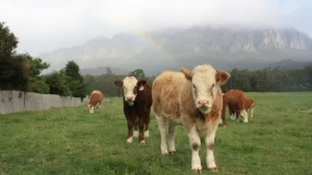 ProCredit Bank a incheiat conventia cu APIA pentru sprijinirea sectorului zootehnic