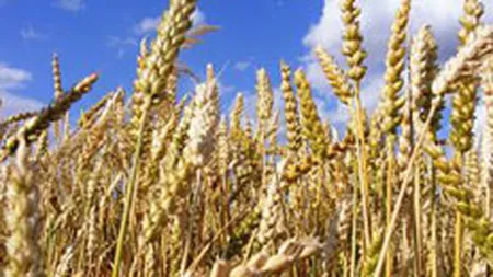Stocurile de cereale ale Rusiei sunt in puternica scadere in raport cu 2011