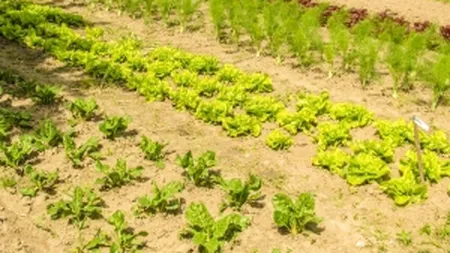 Tone de legume romanesti se strica pe camp
