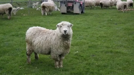 BRD prefinanteaza fermierii din sectorul zootehnic