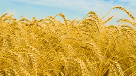 Exporturile Romaniei de grau si porumb s-au dublat la 8 luni