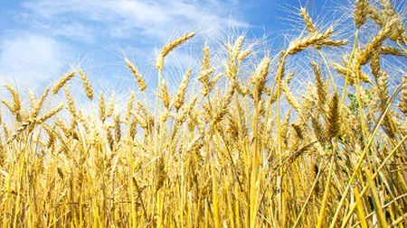 Cum mai impoziteaza statul agricultorii