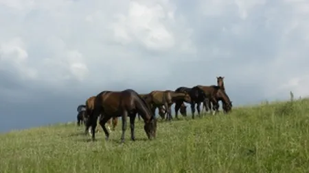 The Sun: Cai salbatici supusi unor tratamente crude in Romania, sacrificati pentru export