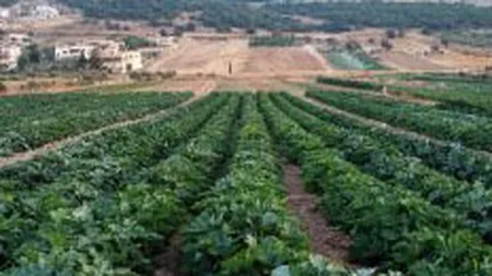 Banca Italo Romena acorda imprumuturi de 20 mil. euro sectorului agricol