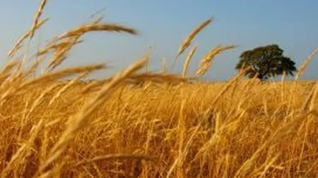 Patru tone de cereale transportate fara documente legale au fost confiscate