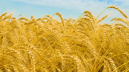 Productia mondiala de grau ar putea atinge un nou record in anul agricol 2013-2014