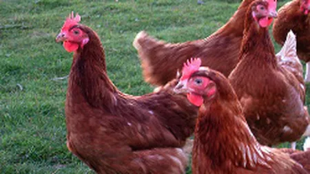 BRD finateaza crescatorii de pasari