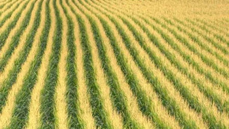 Doua companii britanice vor sa investeasca in terenuri agricole din Romania