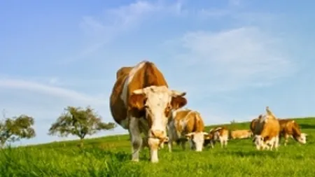 Aparent gafeuri, cei de la Danone ar putea castiga la imagine