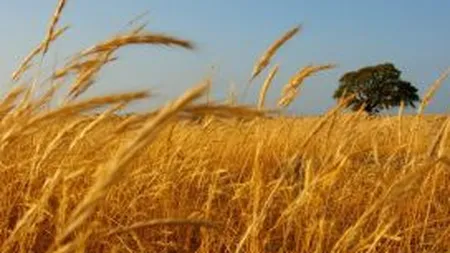 Romania a exportat cu 18% mai mult grau si porumb in 2012, pana la 4,6 milioane de tone