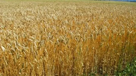 Prelungirea taxarii inverse la cereale, respinsa de CE