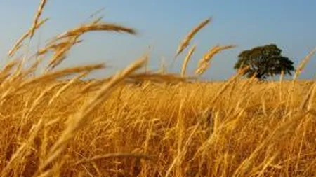 Graul si porumbul, la preturi anterioare secetei din 2012
