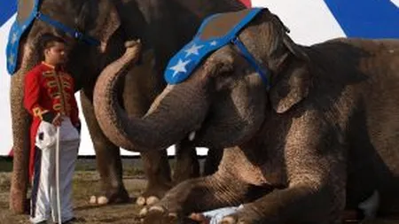 Presedintele CJ Ilfov propune mutarea Circului sau a Gradinii Zoologice din Capitala la Moara Vlasiei