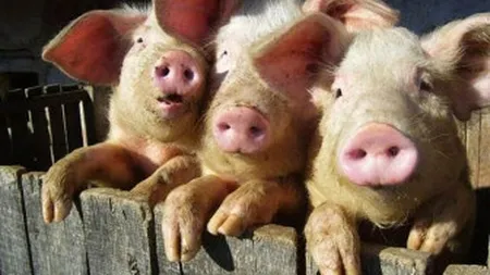 Restrictiile impuse Romaniei la comercializarea porcilor vii in UE ar putea fi ridicate