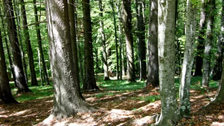 Romsilva a recuperat anul acesta 27.000 hectare de padure retrocedate ilegal