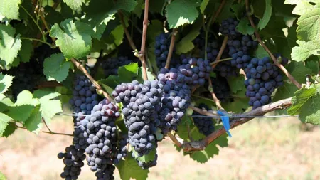 Domeniile Ostrov estimeaza o crestere a productiei de peste 80% in acest an