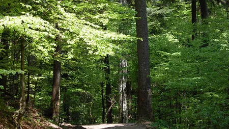 Romania va avea un Plan National si o lege pentru achizitiile publice verzi