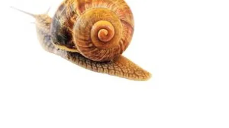 Printul din Abu Dhabi finanteaza un proiect pentru conservarea unor specii dintr-un lac din Bihor