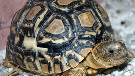 Zoo cu animale monitorizate prin cipuri si tehnica audio-video