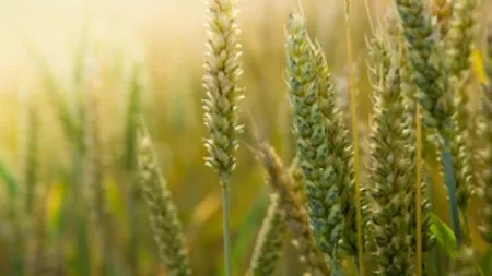 Guvernul nu vrea sa renunte la taxarea inversa pentru cereale pana in anul 2018