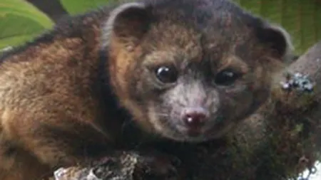 Cercetatori americani au anuntat rara descoperire a unei noi specii de mamifere