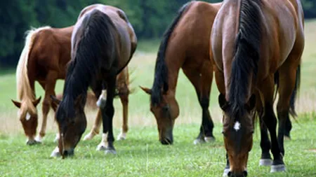 3.000 de cai, in centrul unui nou scandal al carnii in Europa