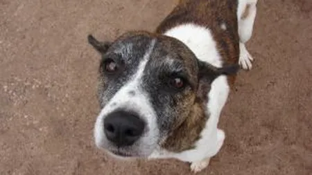 DNA, solicitata sa cerceteze cum s-au cheltuit banii pentru sterilizarea cainilor fara stapan