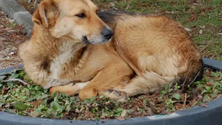 Cat costa referendumul pentru eutanasierea cainilor fara stapan