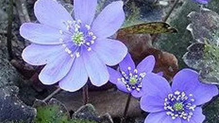 Tamaduitoare, otravitoare, carnivore: 5 plante rare care cresc in Romania