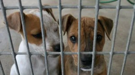 Ce vedeta americana denunta genocidul care se anunta impotriva animalelor in Romania