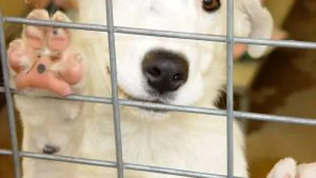 Maidanezii pot fi eutanasiati. Legea privind cainii fara stapan este constitutionala