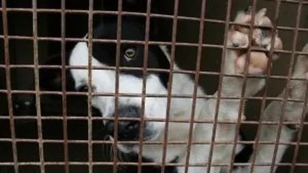 Protestatarii fata de eutanasierea cainilor maidanezi au blocat Calea 13 Septembrie