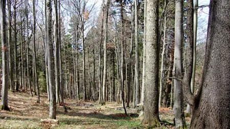 Cat incaseaza Romania din exploatarea lemnului