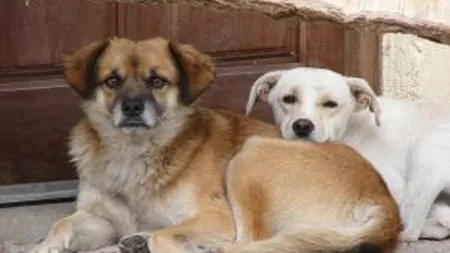 Cand vor disparea cainii vagabonzi de pe strazi