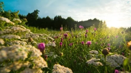 Bebelusul familiei regale britanice a primit cadou un camp cu flori salbatice din Romania