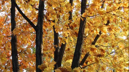 Descoperire epocala: Aur care creste in copaci