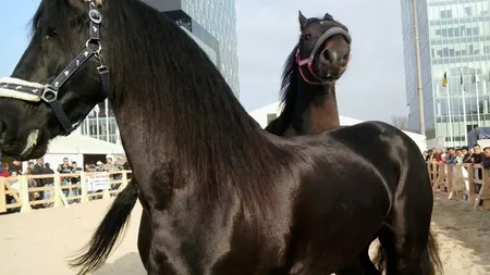Cel mai mare targ de agricultura din Romania, plin de exponate exotice. Galerie Foto