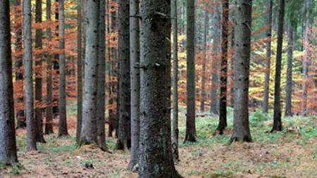 Forestierii din Bistrita catre ministrul Varga: Noul Cod silvic favorizeaza strainii