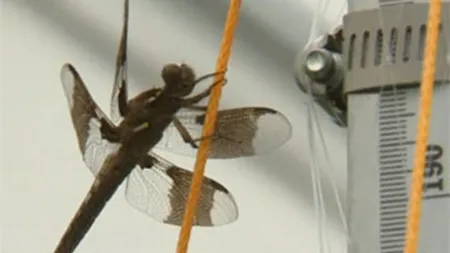 Americanii monitorizeaza libelule ca sa trateze Parkinson si Alzheimer (Video)