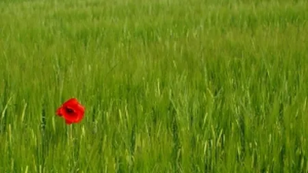 Raport ONU: Suprafetele cultivate cu opiu au atins un nivel record in Afganistan in 2013