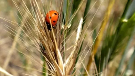 Dumping la graul romanesc in Egipt