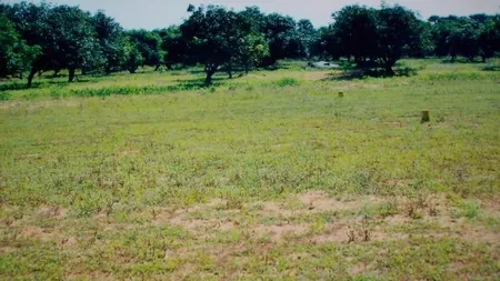 Strainii, liber la cumparat terenuri agricole. Nu sunt obligati nici macar sa aiba experienta in agricultura