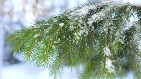 La ce preturi vinde Romsilva peste 50.000 de brazi pentru Craciun