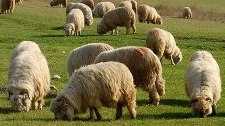 Romania ar putea exporta 4-5 milioane de oi in China