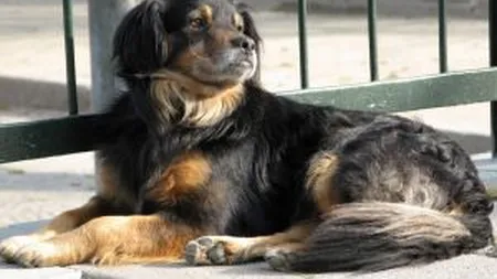 Adoptia la distanta a unui caine fara stapan in Romania