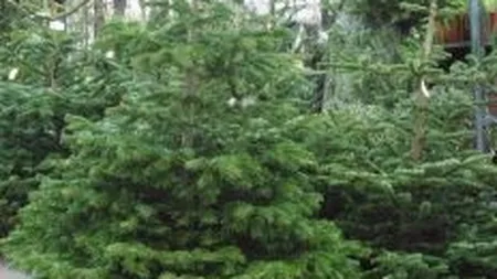 Buy back la mobila si brazi de Craciun in Ikea