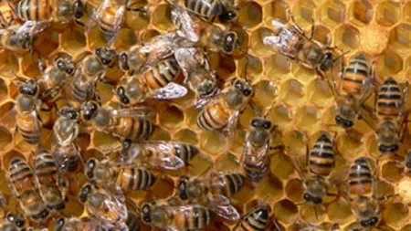 Crescatorii de albine vor primi in 3 ani 44,5 mil. lei de la buget