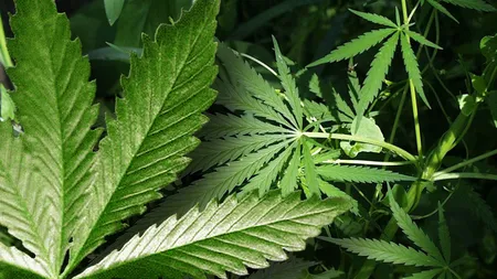 SUA: Chiar si dupa legalizare, marijuana ramane o afacere pe bani cash, respinsa de banci