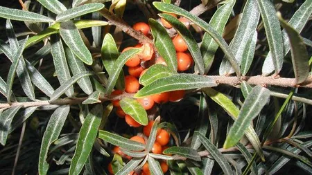 Afacere cu catina: De la investitie initiala la export