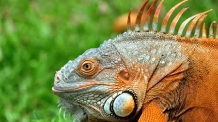 Romance arestate pe Heatrow pentru ca aveau in bagaje 13 iguane foarte rare